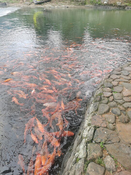魚兒戲水
