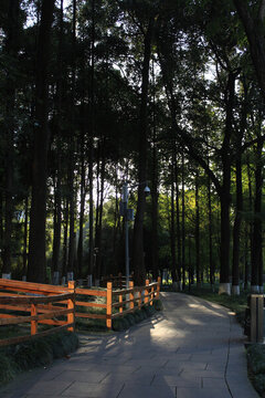 夕陽下的公園步道