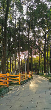 夕陽下的林蔭小路