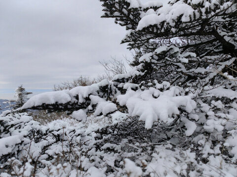 秦嶺山頂積雪杉樹(shù)