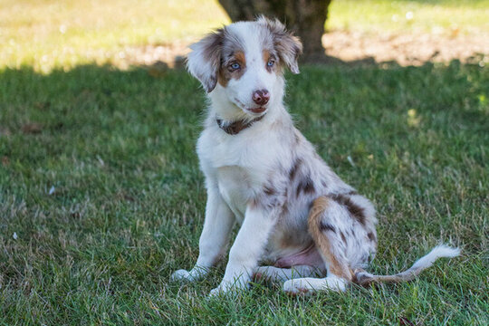 澳大利亞牧羊犬