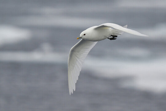 海鷗與海鳥