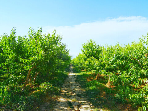 生態(tài)果園桃園