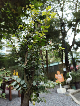 向上生長(zhǎng)