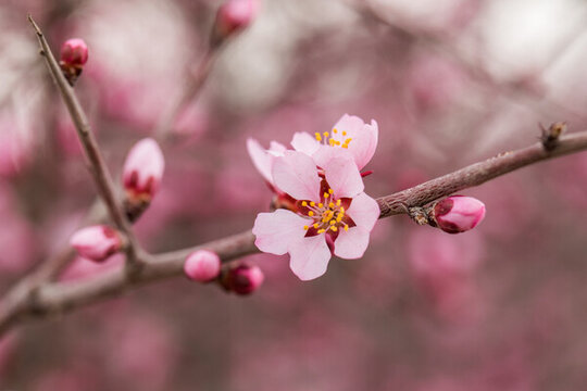桃花