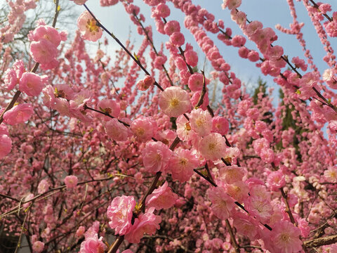 梅花榆葉梅