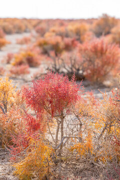 紅砂