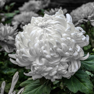 白色菊花