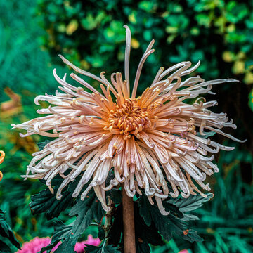 菊花