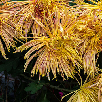 菊花