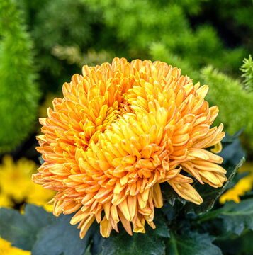菊花