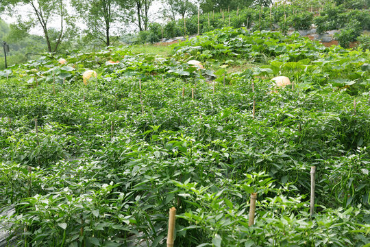蔬菜種植
