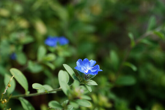 藍(lán)星花