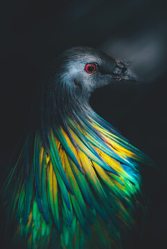 黑頭紅眼黃綠色羽毛的鳥(niǎo)