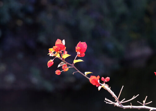 葉子花