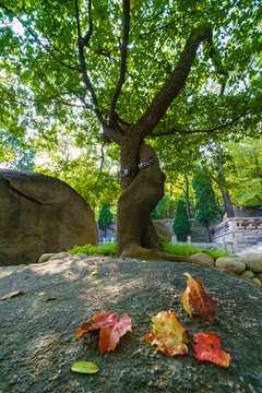 青島嶗山華嚴寺