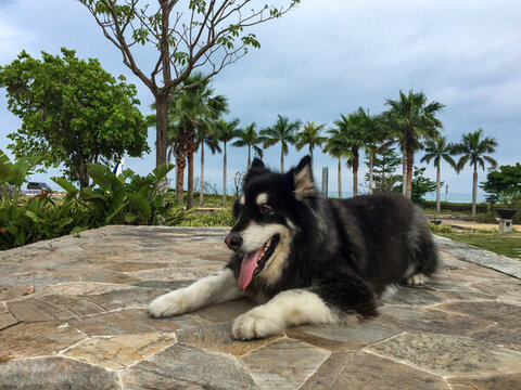 寵物狗阿拉斯加犬阿寶