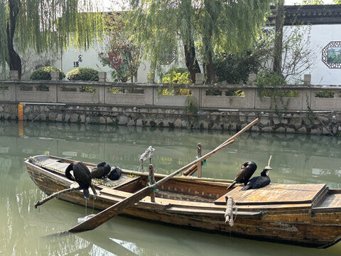 漁船上的鸕鶿