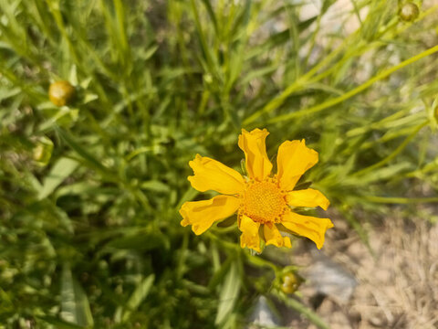 秋菊的開放