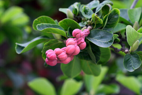 無花果果實(shí)
