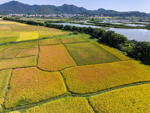 廣東惠州鄉(xiāng)村田園風(fēng)光