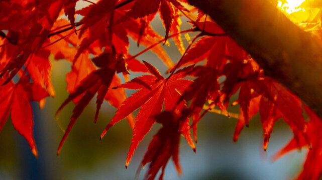 紅葉