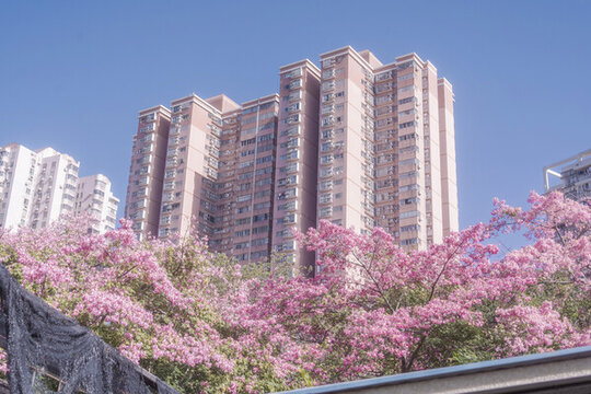 綻放盛開(kāi)的異木棉