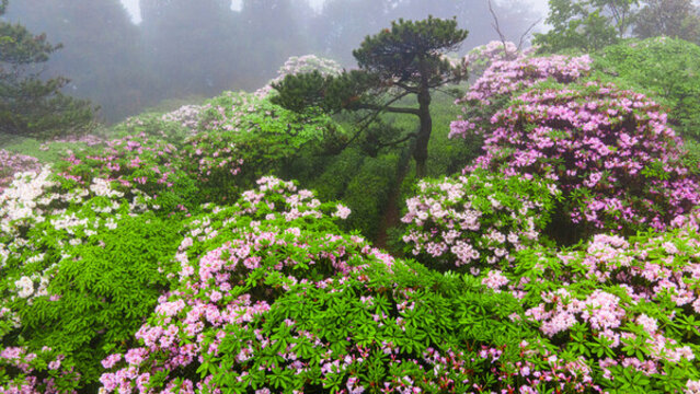浙江天臺(tái)千年杜鵑花