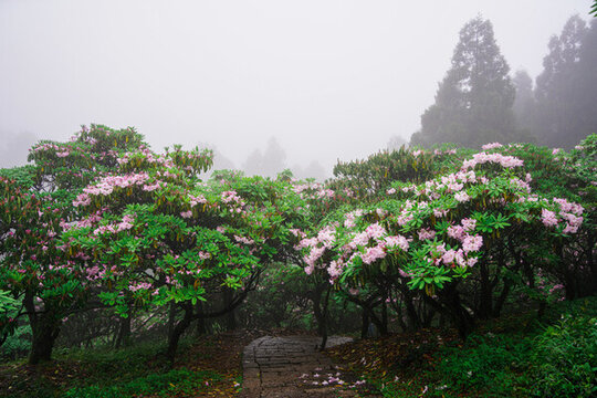 浙江天臺(tái)華頂杜鵑花