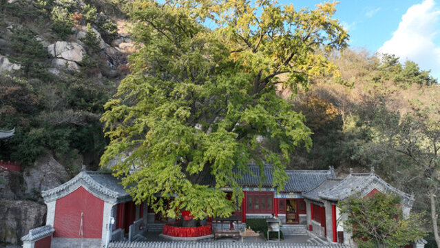 青島李滄竹子庵秋景