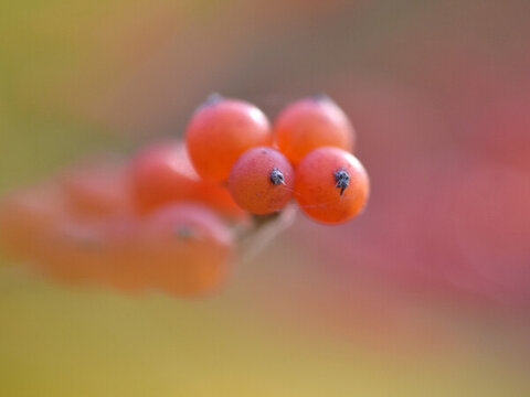 紅色果實(shí)