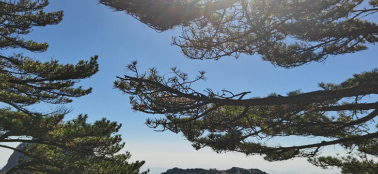 黃山奇松