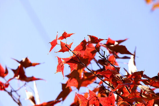 紅楓葉