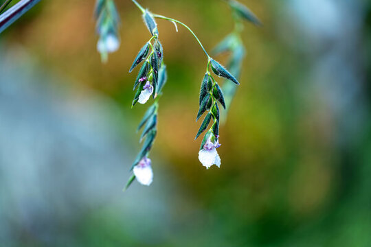 戶外盛開(kāi)的垂花水竹芋