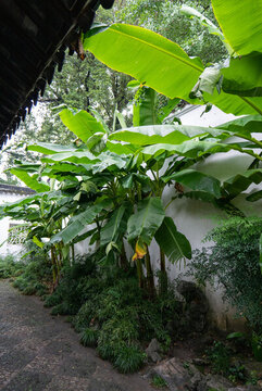 拙政園庭院