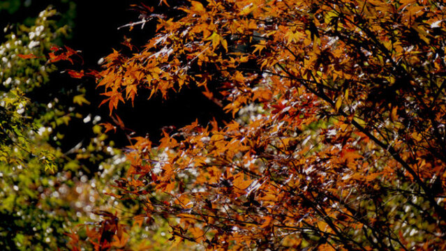 紅葉