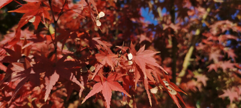 紅楓