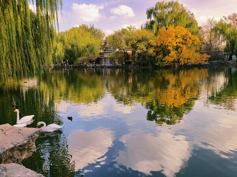 北京動物園水禽湖秋景