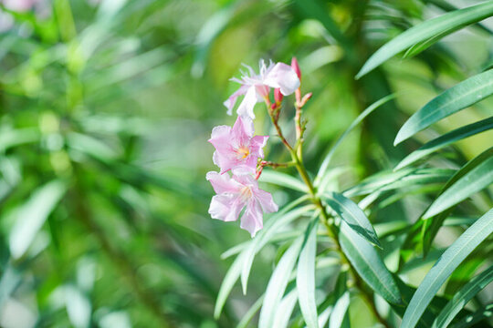 盛開(kāi)的夾竹桃花