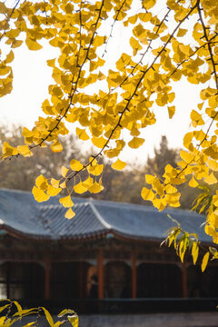中山公園銀杏
