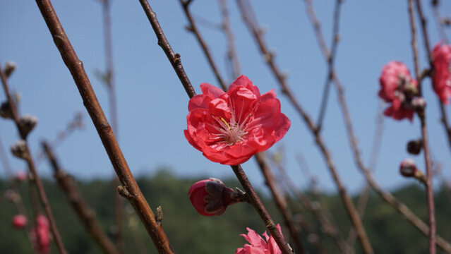 桃花