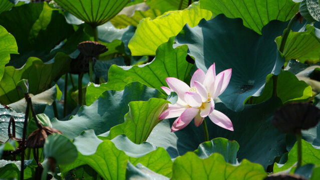 荷花
