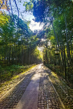 竹林野徑