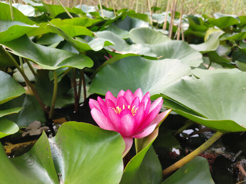 蓮花