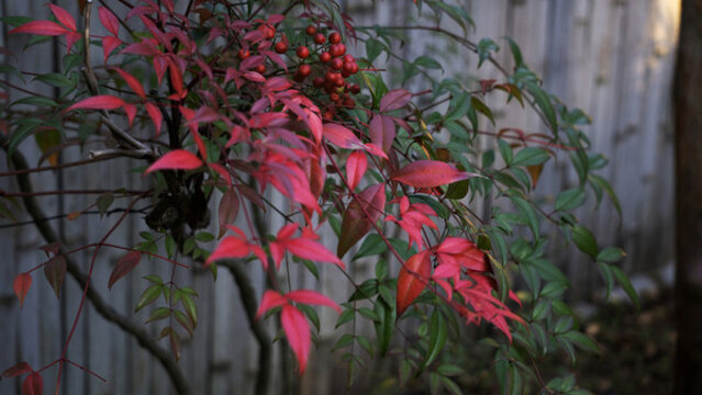 紅葉