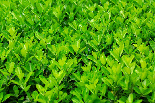 冬青樹(shù)樹(shù)葉