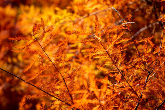 紅葉