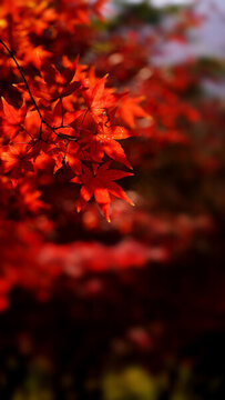 紅葉