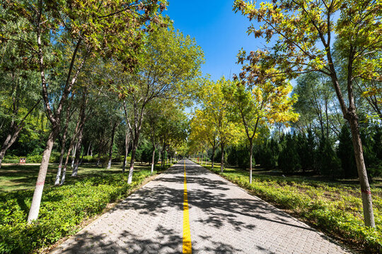公園的樹林