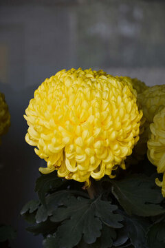 繡球菊花
